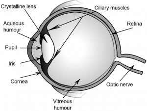 Human Eye - Practically Study Material