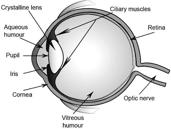 parts of the eye and its function