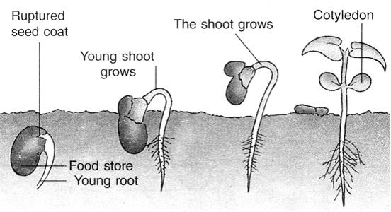 Getting To Know Plants - Practically Study Material