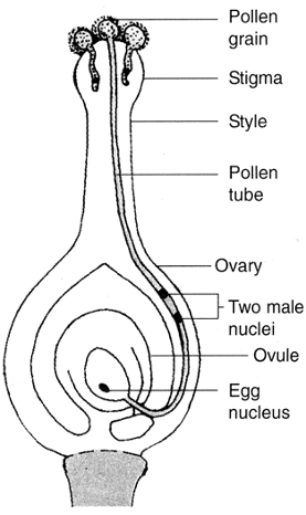 Reproduction In Plants - Practically Study Material