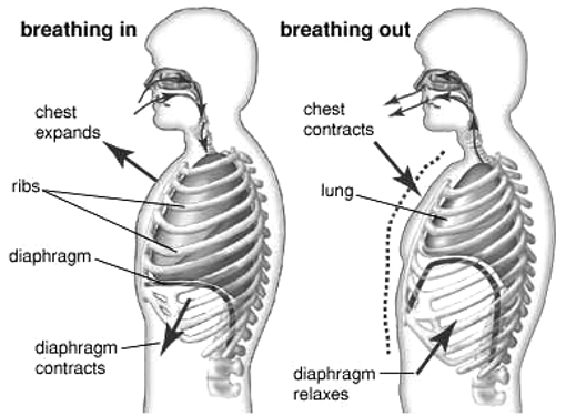 Respiration In Organisms - Practically Study Material