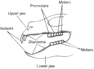 rabbit teeth diagram