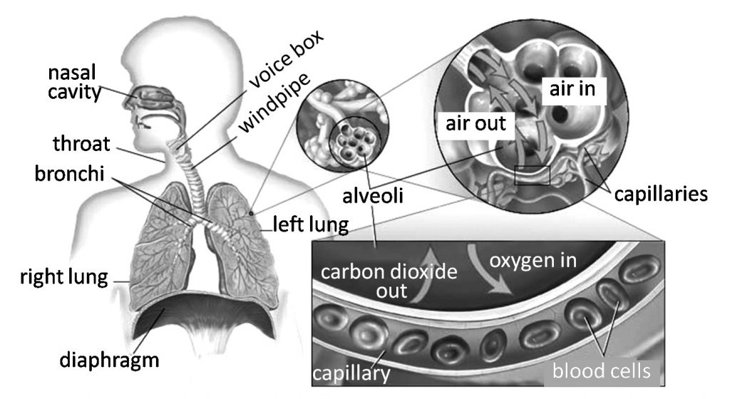 Respiration In Organisms - Practically Study Material