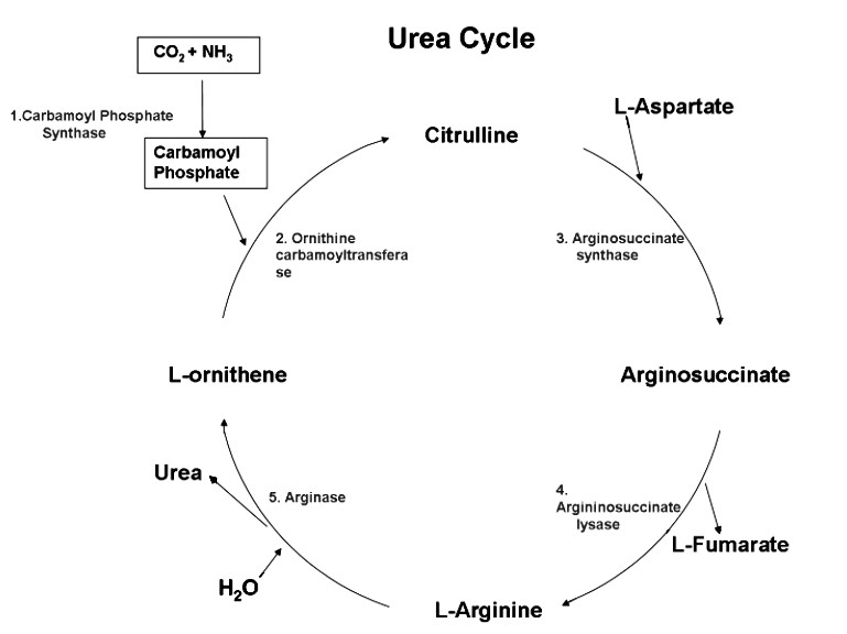 Excretory Products and Their Elimination – Practically Study Material