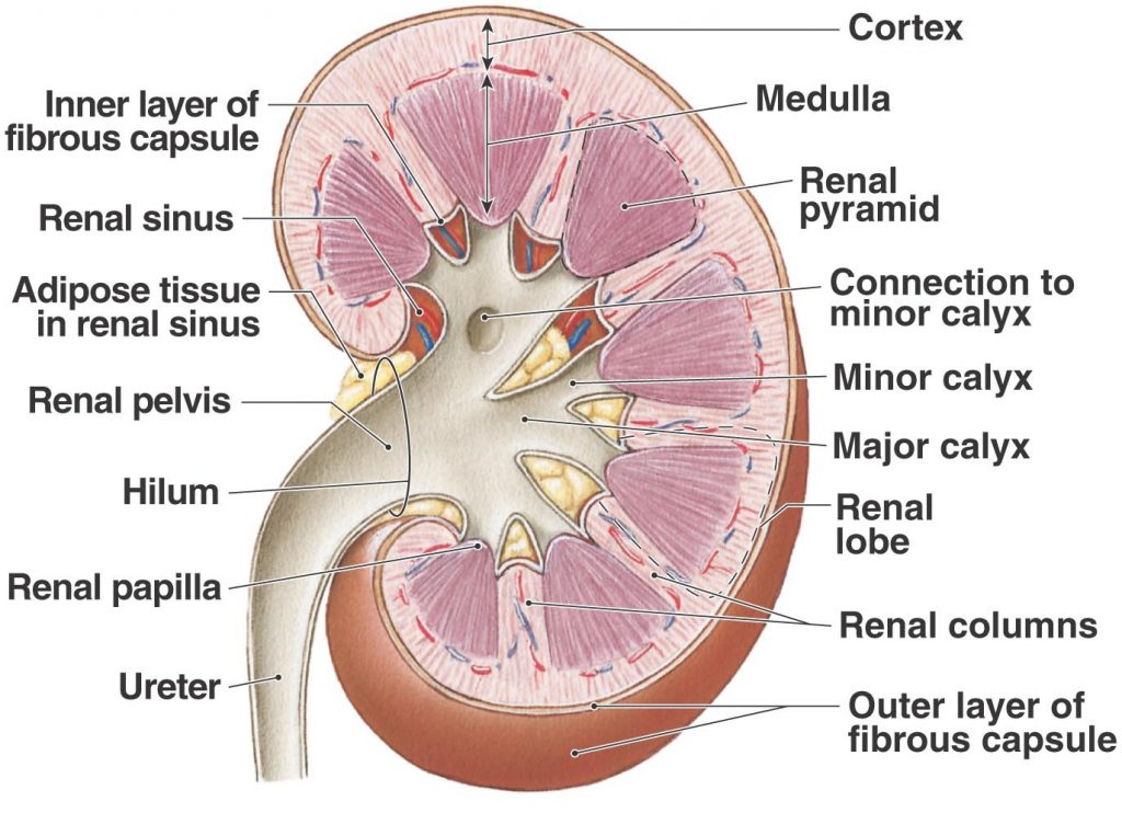 Excretory Products and Their Elimination - Practically Study Material