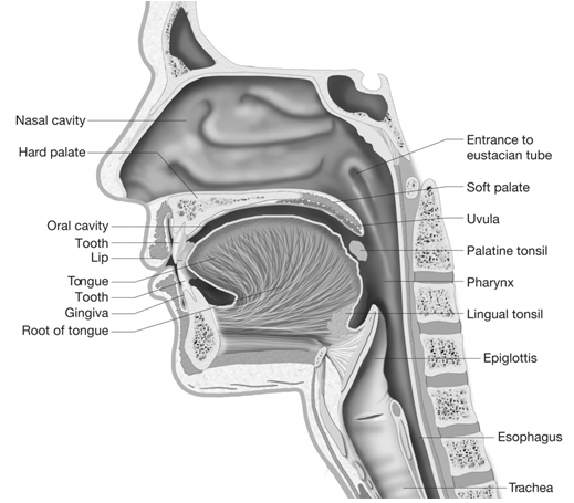 Breathing And Exchange of Gases - Practically Study Material