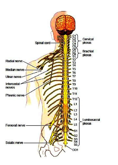 Neural Control and Coordination - Practically Study Material