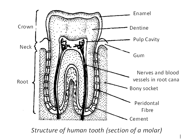 Digestion Absorption - Practically Study Material