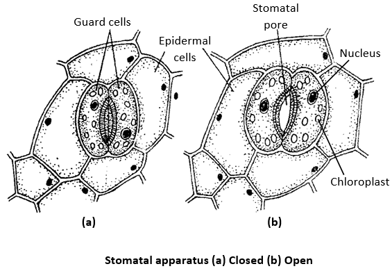 Transport in Plants - Practically Study Material