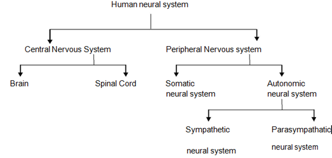 Neural Control and Coordination - Practically Study Material