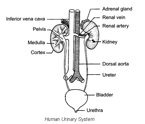 Excretory Products and Their Elimination - Practically Study Material