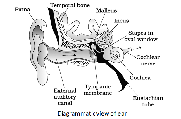 Neural Control and Coordination - Practically Study Material