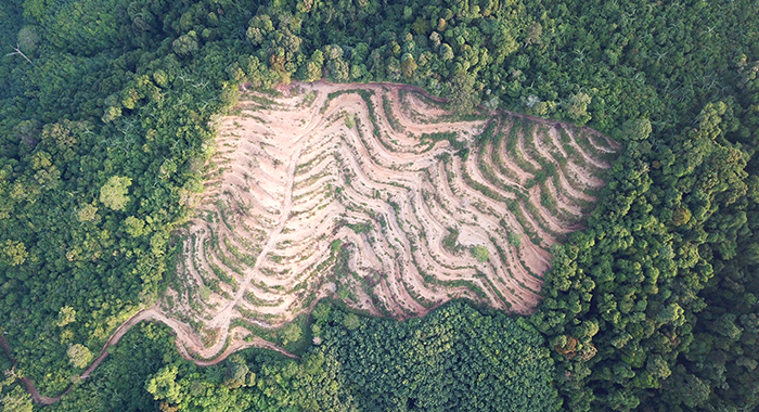 Long-Term Effects of Deforestation on the Planet
